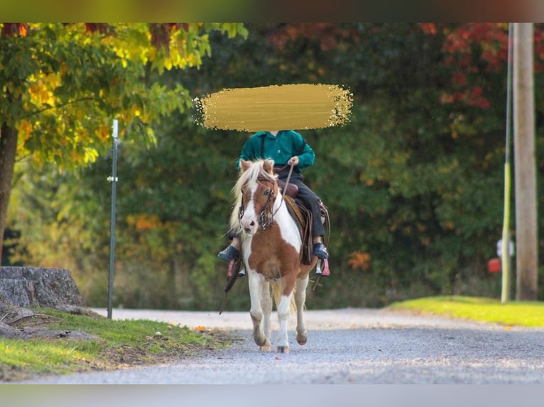Más ponis/caballos pequeños Caballo castrado 8 años 97 cm Alazán rojizo in Cranberry Township