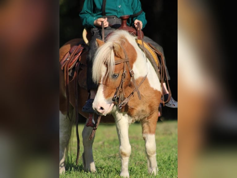 Más ponis/caballos pequeños Caballo castrado 8 años 97 cm Alazán rojizo in Cranberry Township