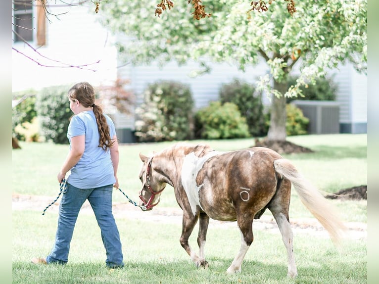 Más ponis/caballos pequeños Caballo castrado 8 años 97 cm in Sullivan, IL