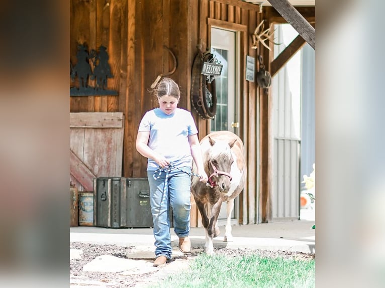 Más ponis/caballos pequeños Caballo castrado 8 años 97 cm in Sullivan, IL