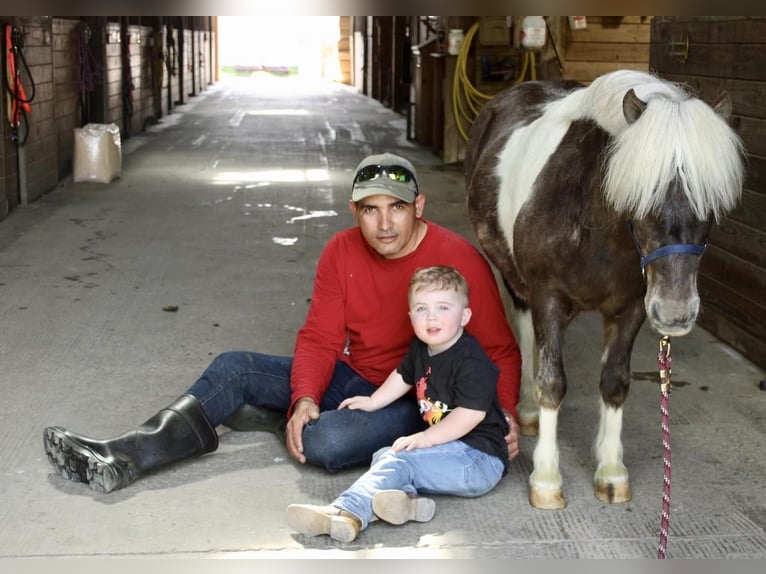 Más ponis/caballos pequeños Caballo castrado 9 años 102 cm in Allentown, NJ
