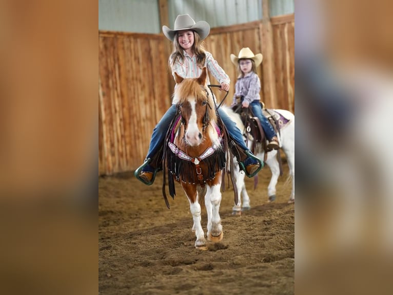 Más ponis/caballos pequeños Caballo castrado 9 años 102 cm in Valley Springs, SD