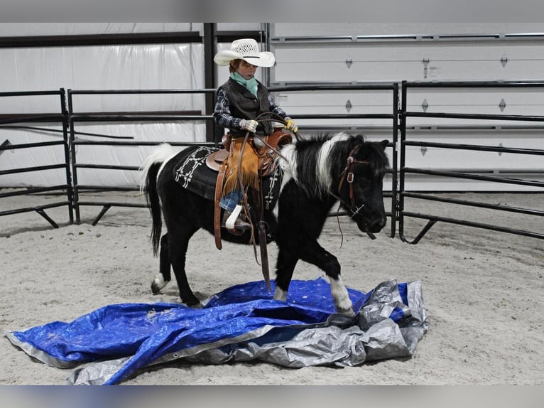 Más ponis/caballos pequeños Caballo castrado 9 años 112 cm in Powell, WY