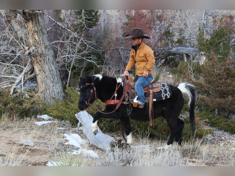 Más ponis/caballos pequeños Caballo castrado 9 años 112 cm in Powell, WY