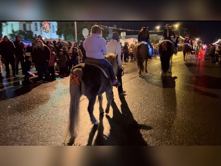 Más ponis/caballos pequeños Caballo castrado 9 años 112 cm in Lipan