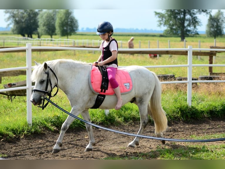 Más ponis/caballos pequeños Caballo castrado 9 años 126 cm Tordo in Pyrzyce