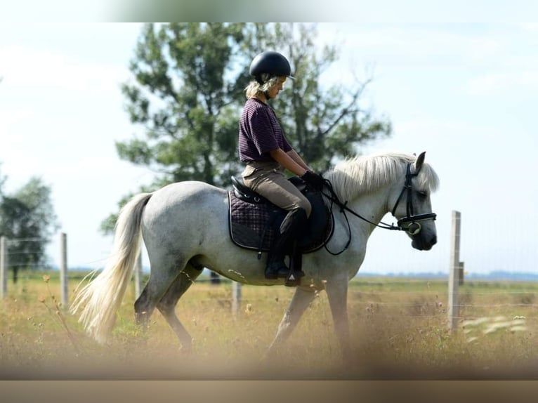 Más ponis/caballos pequeños Caballo castrado 9 años 126 cm Tordo in Pyrzyce