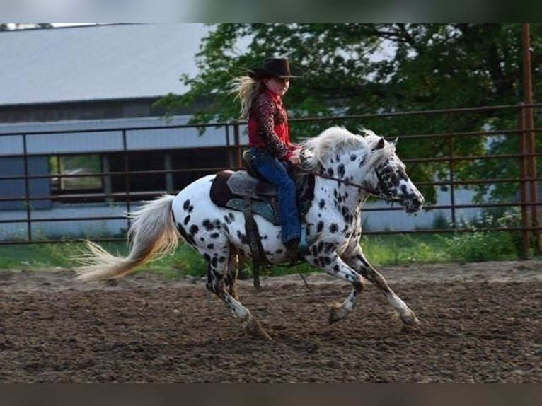 Más ponis/caballos pequeños Caballo castrado 9 años 127 cm White/Blanco in Woodstock, IL