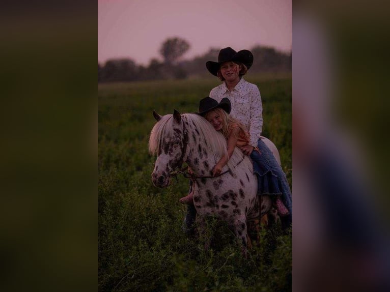 Más ponis/caballos pequeños Caballo castrado 9 años 127 cm White/Blanco in Woodstock, IL