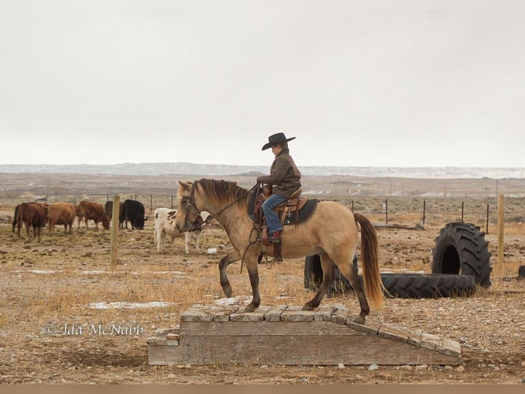 Más ponis/caballos pequeños Caballo castrado 9 años 130 cm Buckskin/Bayo in Cody, WY