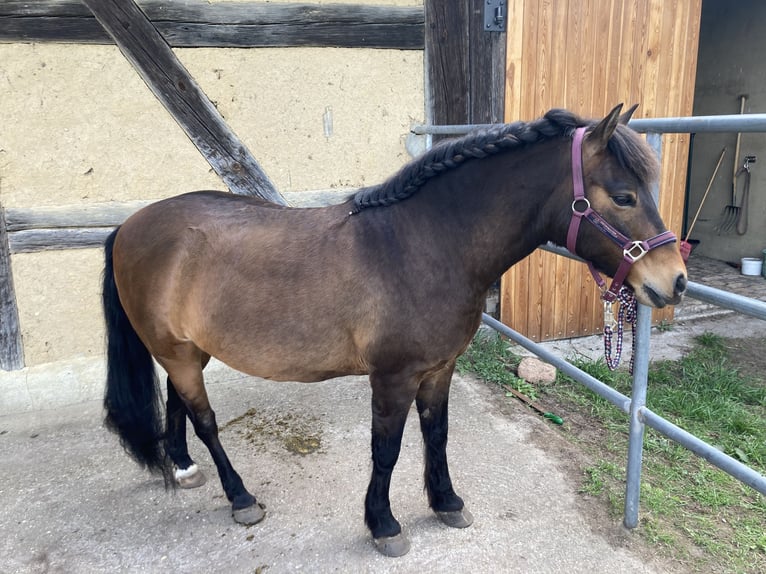 Más ponis/caballos pequeños Caballo castrado 9 años 130 cm Castaño in Sperenberg