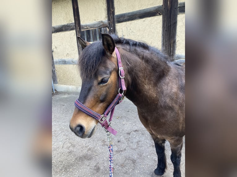 Más ponis/caballos pequeños Caballo castrado 9 años 130 cm Castaño in Sperenberg