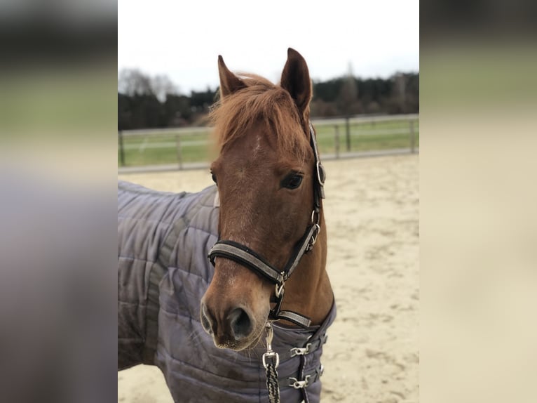 Más ponis/caballos pequeños Mestizo Caballo castrado 9 años 135 cm Alazán in Löhne
