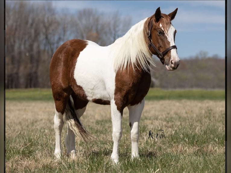 Más ponis/caballos pequeños Caballo castrado 9 años 137 cm in Princeton, KY