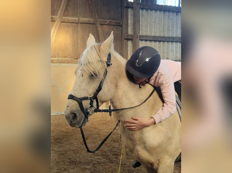 Más ponis/caballos pequeños Mestizo Caballo castrado 9 años 140 cm Palomino in Neumünster