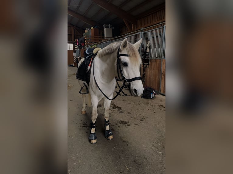 Más ponis/caballos pequeños Mestizo Caballo castrado 9 años 144 cm Tordo in Straß im Straßertal