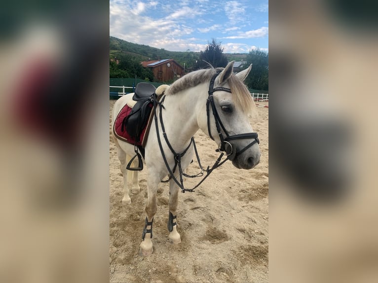Más ponis/caballos pequeños Mestizo Caballo castrado 9 años 144 cm Tordo in Straß im Straßertal