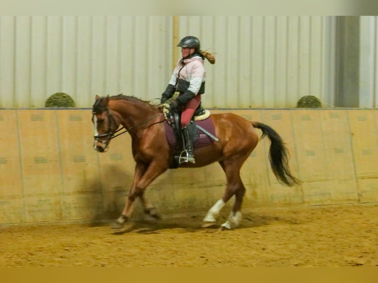 Más ponis/caballos pequeños Caballo castrado 9 años 145 cm in Neustadt (Wied)