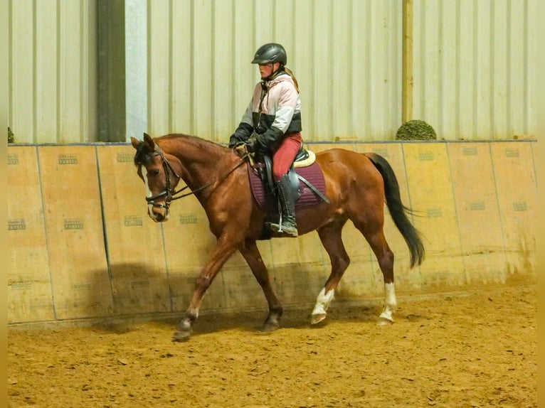 Más ponis/caballos pequeños Caballo castrado 9 años 145 cm in Neustadt (Wied)