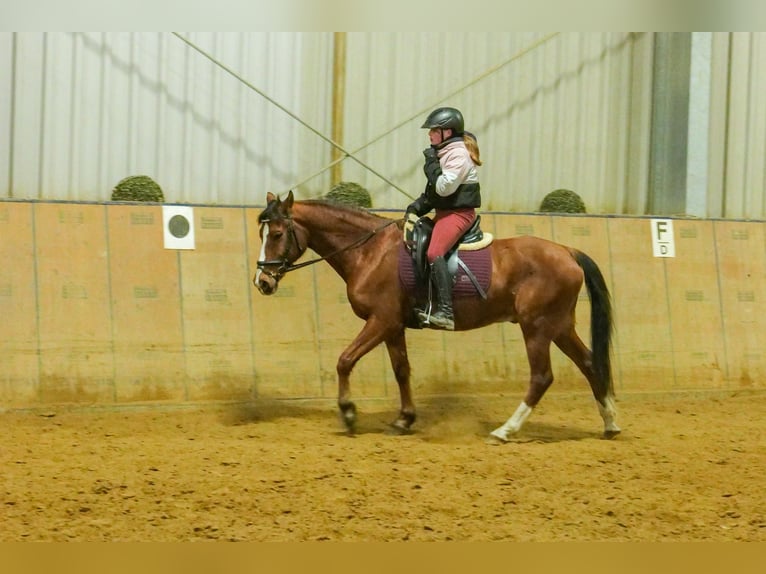 Más ponis/caballos pequeños Caballo castrado 9 años 145 cm in Neustadt (Wied)