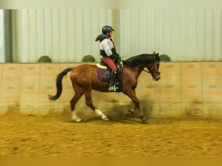 Más ponis/caballos pequeños Caballo castrado 9 años 145 cm in Neustadt (Wied)