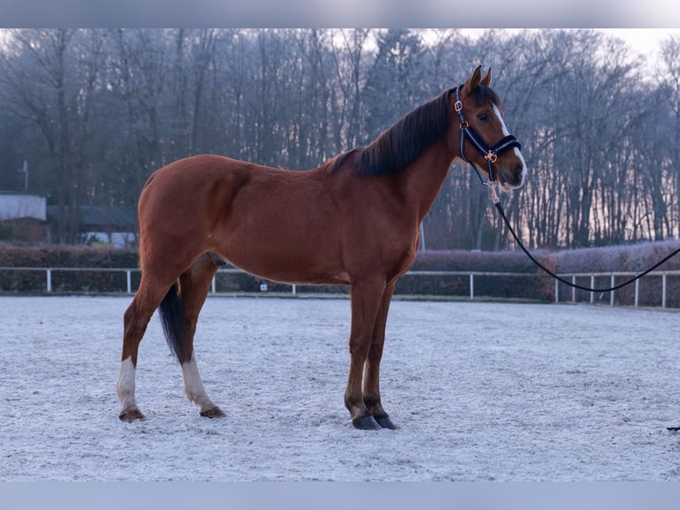 Más ponis/caballos pequeños Caballo castrado 9 años 145 cm in Neustadt (Wied)