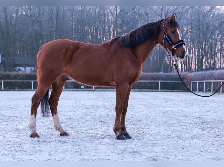 Más ponis/caballos pequeños Caballo castrado 9 años 145 cm in Neustadt (Wied)