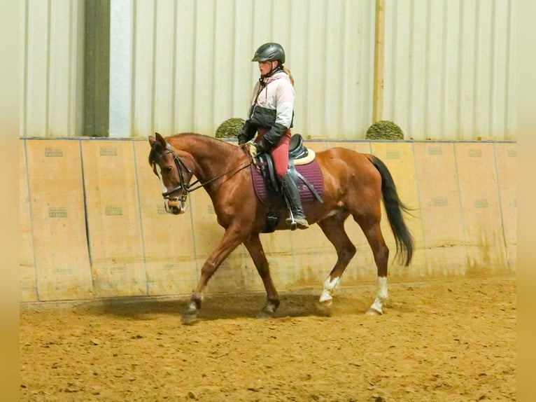 Más ponis/caballos pequeños Caballo castrado 9 años 145 cm in Neustadt (Wied)