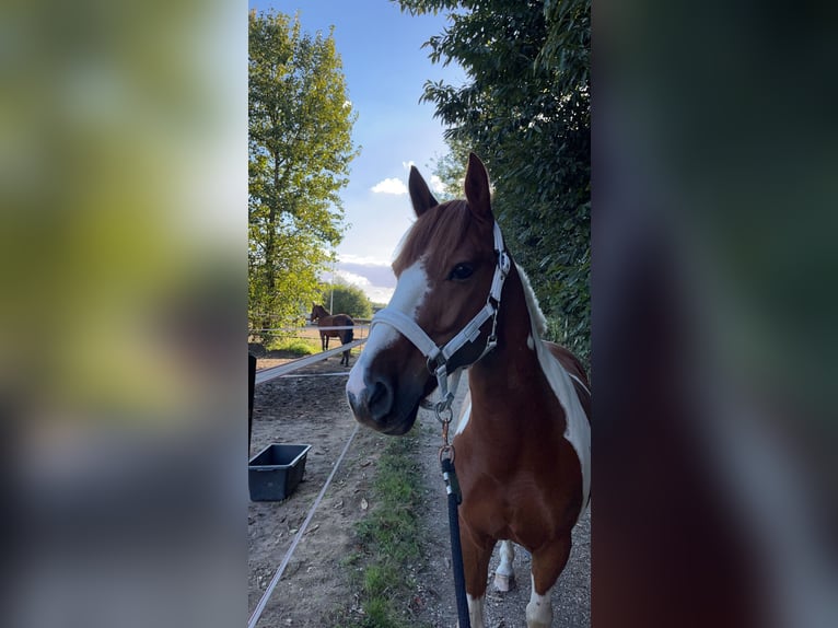 Más ponis/caballos pequeños Mestizo Caballo castrado 9 años 145 cm in Erkrath