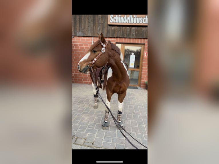Más ponis/caballos pequeños Mestizo Caballo castrado 9 años 145 cm in Erkrath