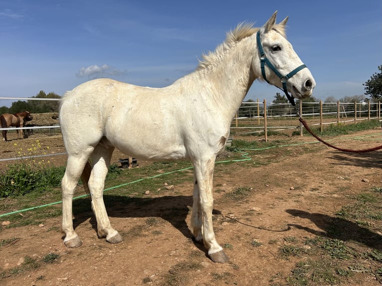 Más ponis/caballos pequeños Caballo castrado 9 años 145 cm Tordo in Palma De Mallorca