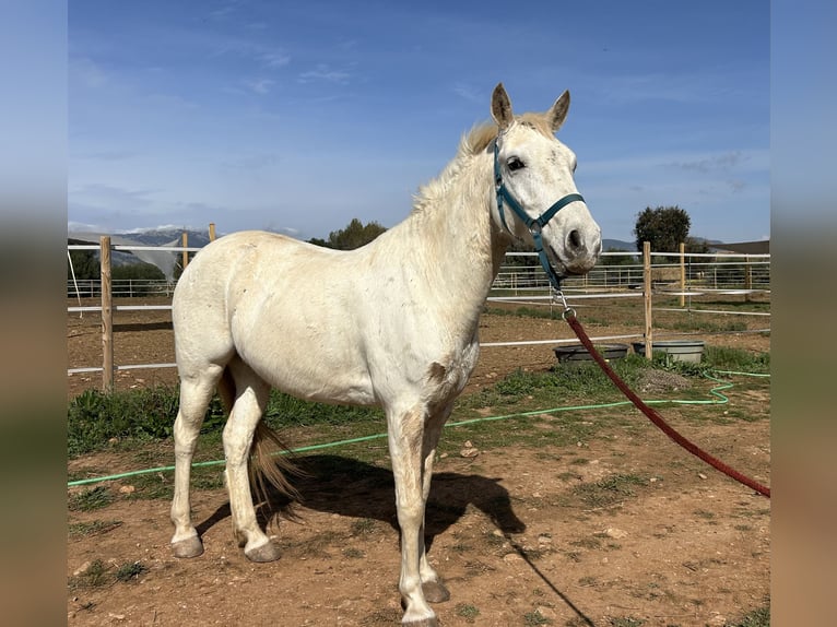 Más ponis/caballos pequeños Caballo castrado 9 años 145 cm Tordo in Palma De Mallorca