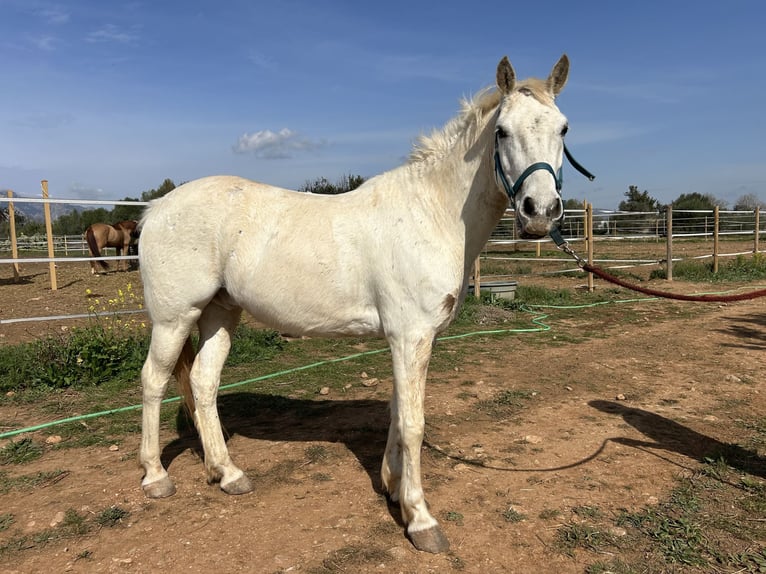 Más ponis/caballos pequeños Caballo castrado 9 años 145 cm Tordo in Palma De Mallorca