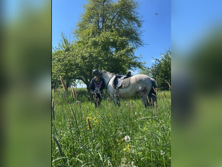 Más ponis/caballos pequeños Caballo castrado 9 años 148 cm Tordo rodado in Buchen (Odenwald)