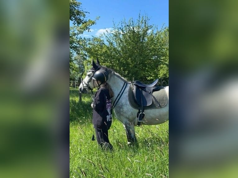 Más ponis/caballos pequeños Caballo castrado 9 años 148 cm Tordo rodado in Buchen (Odenwald)