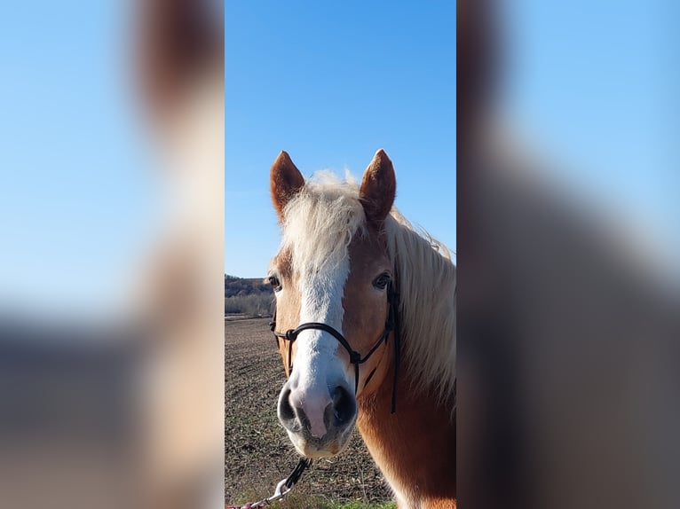 Más ponis/caballos pequeños Caballo castrado 9 años 150 cm Alazán in Sokorópátka