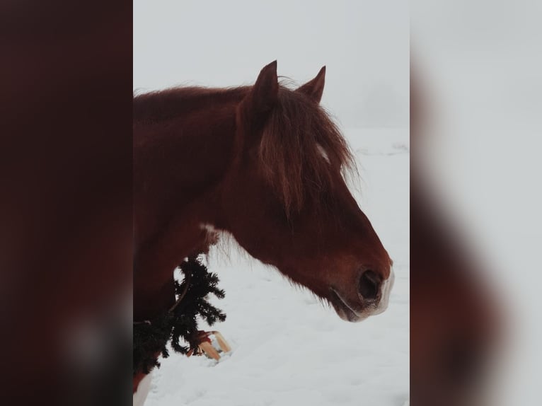 Más ponis/caballos pequeños Mestizo Caballo castrado 9 años 151 cm Pío in Hamburg