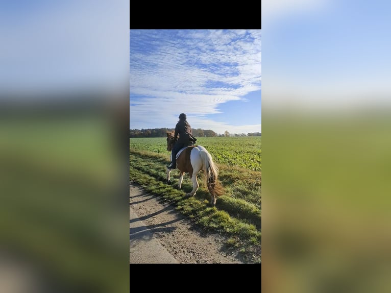 Más ponis/caballos pequeños Mestizo Caballo castrado 9 años 151 cm Pío in Hamburg