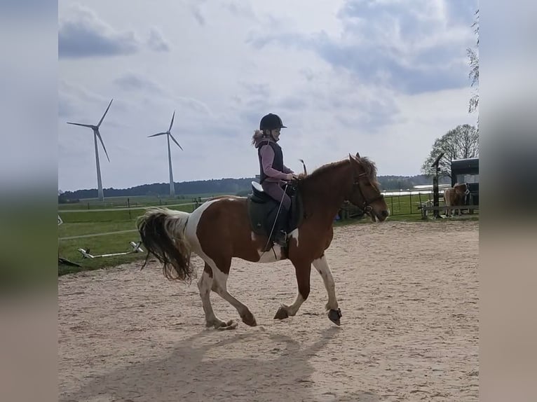 Más ponis/caballos pequeños Mestizo Caballo castrado 9 años 151 cm Pío in Hamburg