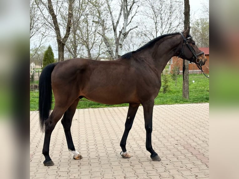 Más ponis/caballos pequeños Caballo castrado 9 años 153 cm Castaño in Deggendorf