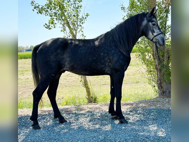 Más ponis/caballos pequeños Caballo castrado 9 años 155 cm Tordo rodado in Deggendorf