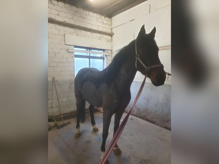 Más ponis/caballos pequeños Mestizo Caballo castrado 9 años 156 cm Castaño oscuro in Jülich