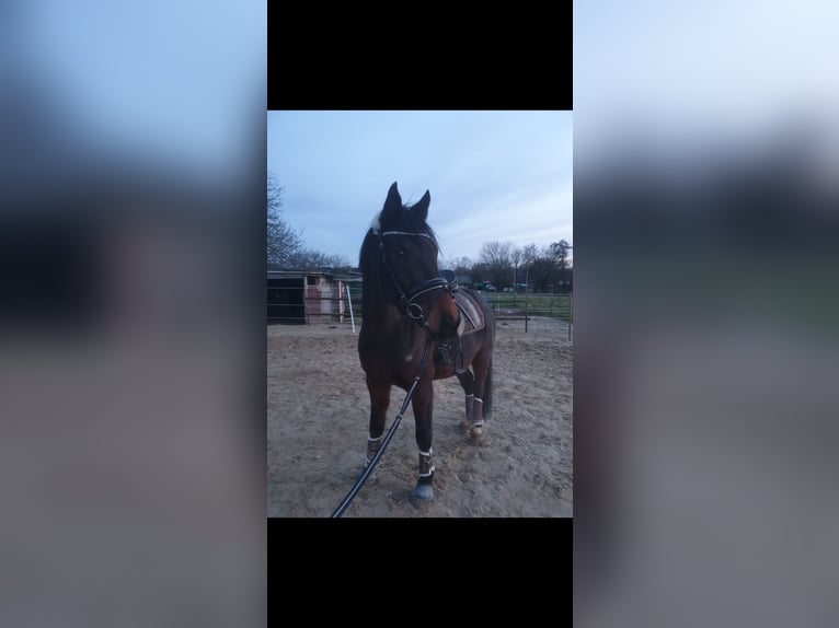 Más ponis/caballos pequeños Mestizo Caballo castrado 9 años 156 cm Castaño oscuro in Jülich