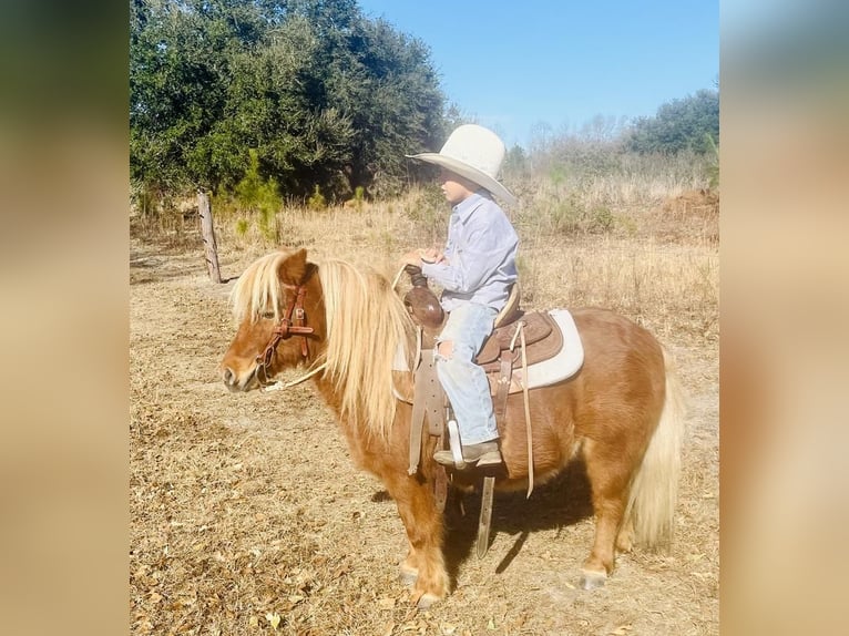 Más ponis/caballos pequeños Caballo castrado 9 años 91 cm Alazán rojizo in Islandton, SC