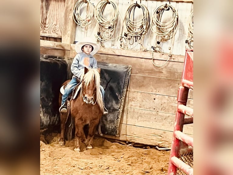 Más ponis/caballos pequeños Caballo castrado 9 años 91 cm Alazán rojizo in Islandton, SC