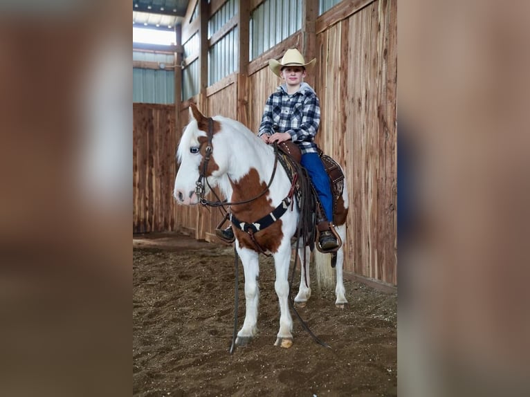 Más ponis/caballos pequeños Caballo castrado 9 años Alazán rojizo in Valley Springs, SD