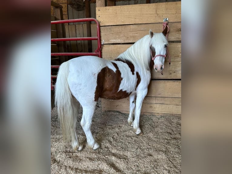 Más ponis/caballos pequeños Caballo castrado 9 años Alazán rojizo in Valley Springs, SD