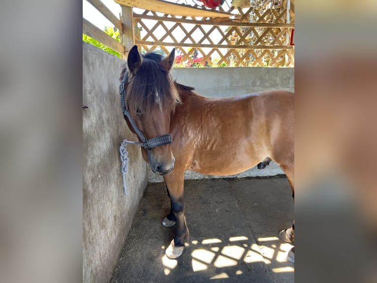 Más ponis/caballos pequeños Caballo castrado 9 años Castaño in Trabenig