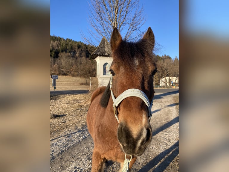 Más ponis/caballos pequeños Caballo castrado 9 años Castaño in Trabenig