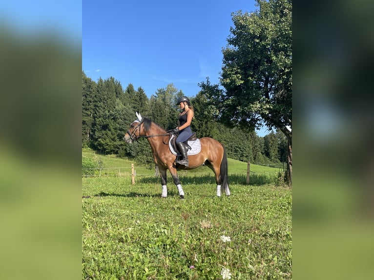 Más ponis/caballos pequeños Caballo castrado 9 años Castaño in Trabenig